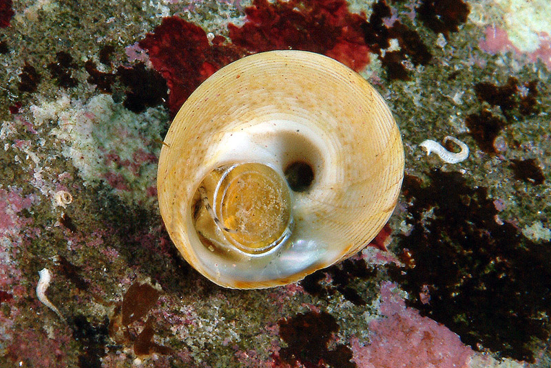 Gibbula varia